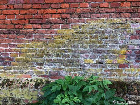 Ziegelsteinmauerwerk 2 Steine stark (43 cm) vor ehemaligem Stallbereich des Haubargs. „Lebendiges Mauerwerk“ aus Naturmaterialien mit Flechten und Moosen. Beheizung würde die Bauphysik positiv verändern. Keine Feuchtigkeitsschäden an Stein und Fuge