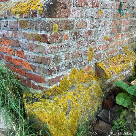 Ziegelsteinmauerwerk im Bereich eines unbeheizten Wirtschaftsteiles. Die natürliche Durchfeuchtung befördert die Algen- , Flechten- und Moosbildung, auch der schwere Fundamentstein aus hartem Granit der Haubargecke ist überzogen. Im abgeschrägten Ziegel bilden sich langsam Moospolster. Schädigungen sind nicht vorhanden. Ein Entfernen durch Abkratzen oder Kärchern (Wasserstrahl unter Druck) würde weiteres Wachstum verhindern und die Abtrocknung fördern